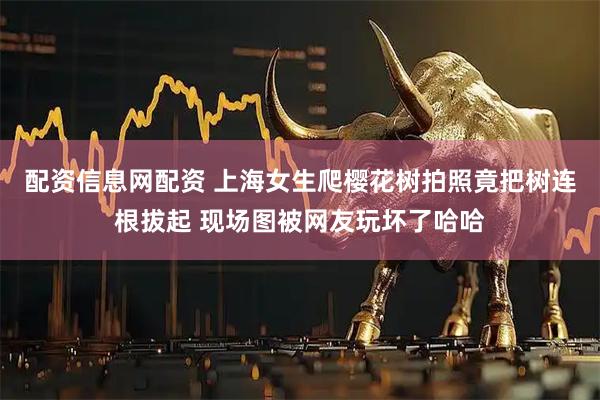 配资信息网配资 上海女生爬樱花树拍照竟把树连根拔起 现场图被网友玩坏了哈哈